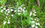 Bobrek trójlistkowy (Menyanthes trifoliata) łatwo zobaczyć na ple Suchara I - fot. Adam Januszewicz